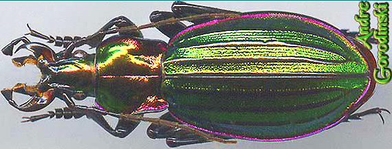 http://www.gorodinski.ru/carabus/Chrysocarabus solieri s.str.jpg